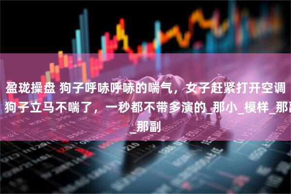 盈珑操盘 狗子呼哧呼哧的喘气，女子赶紧打开空调，狗子立马不喘了，一秒都不带多演的_那小_模样_那副