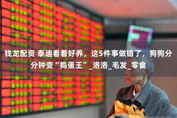 钱龙配资 泰迪看着好养，这5件事做错了，狗狗分分钟变“捣蛋王”_洛洛_毛发_零食